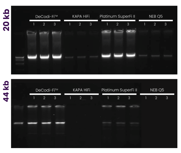 Blikka-LongAmplification-Graph
