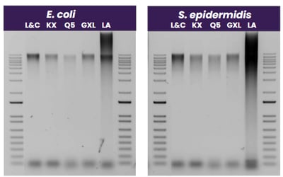 Library amplification QC. Comparison of E. coli and S. epidermidis library yields using five polymerases: DeCodi-Fi™  Long&amp;Complex (L&amp;C), KOD Xtreme™ Hot Start DNA Polymerase (KX), Q5® Hot Start High-Fidelity DNA Polymerase (Q5), PrimeSTAR® GXL DNA Polymerase (GXL), and LongAmp®