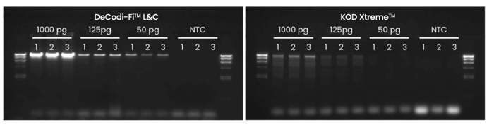 Amplification of the 17.6 kb human beta globin gene was performed using DeCodiFi™ Long&Complex High-Fidelity Polymerase and KOD Xtreme™ Hot Start DNA Polymerase. Each target was amplified from different inputs in a 25 µL reaction: 1000 pg, 125 pg, and 50 pg. A no-template control (0 pg) was also included. All reactions were performed following the optimized conditions for each enzyme and using 30 cycles. The experiment was run in triplicate.
