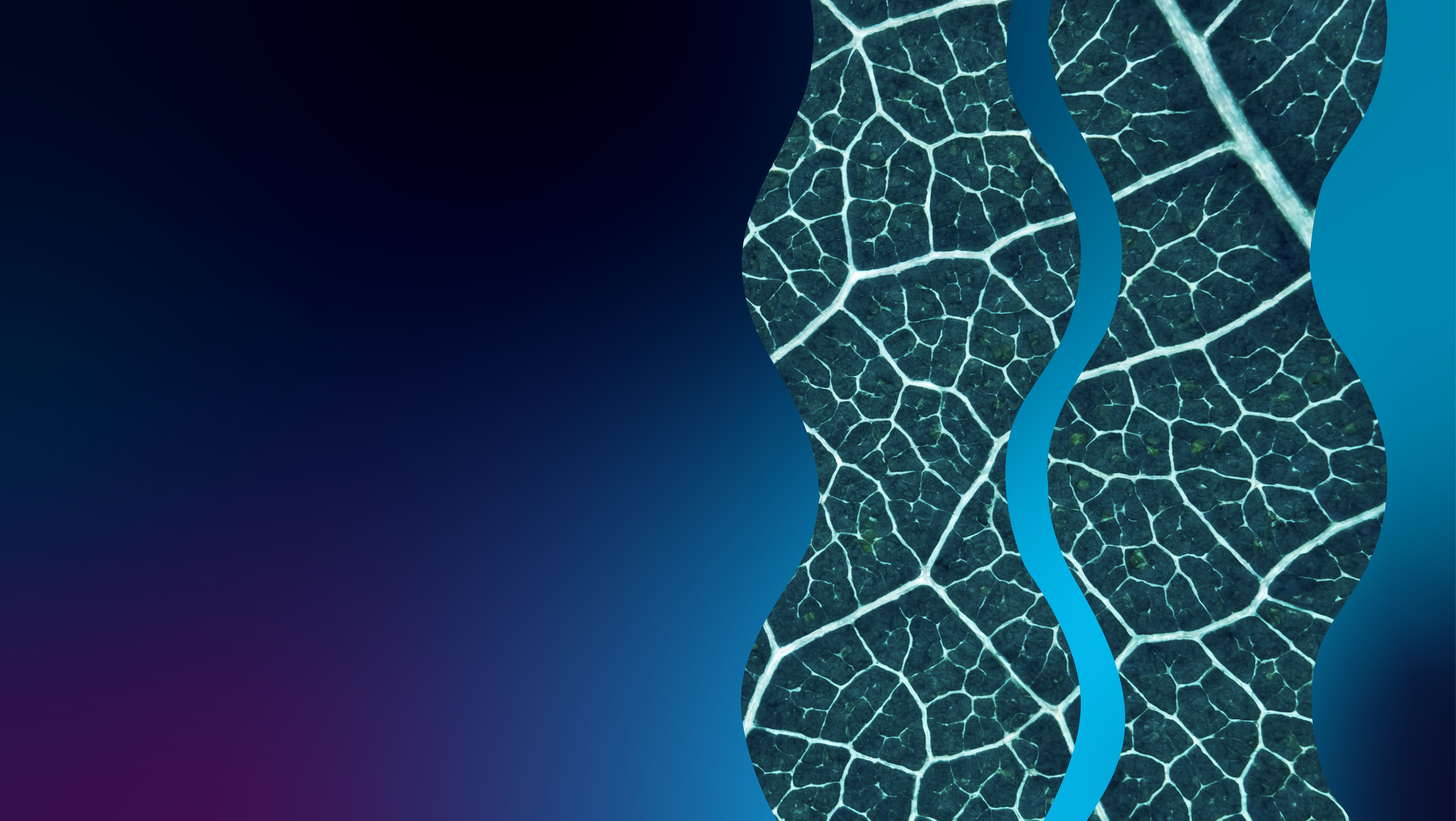  Hero - DeCodiFi-PlantDirect-08 